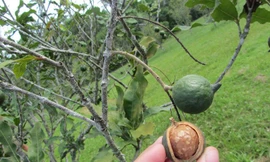 Lo đầu ra cho hạt mắc ca