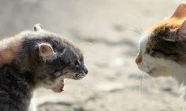 Ngôi làng dành riêng cho mèo