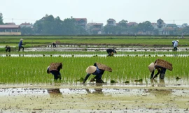 Tích tụ đất đai phải bảo đảm quyền tự do tài sản