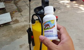 Người dân khó phân biệt thuốc diệt muỗi thật, giả. Ảnh: PV.