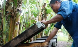 50 thùng (tương đương 50 đàn ong) được nuôi tại Trại thực nghiệm Trung tâm thông tin - ứng dụng khoa học công nghệ thuộc Sở Khoa học - Công nghệ Cà Mau.