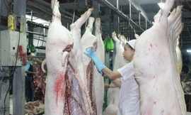 Giải cứu nông dân nuôi lợn: Bộ Tài chính, Công Thương vào cuộc