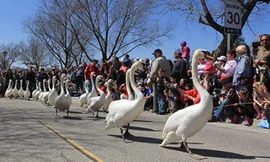 Dàn nhạc tháp tùng thiên nga diễu hành 