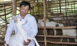 Anh Nguyễn Văn Đua bên đàn dê của mình. Ảnh: Hòa Hội.