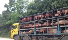 Đề nghị Trung Quốc sớm bỏ lệnh cấm nhập thịt lợn Việt Nam