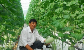 Ông Nguyễn Minh Bửu bên cạnh dưa lưới công nghệ cao. Ảnh: Hòa Hội.