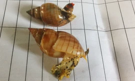 Loài “ốc lạ” khiến 3 ngư dân ăn vào và tử vong. Ảnh do Chi cục ATVSTP Thanh Hóa cung cấp.