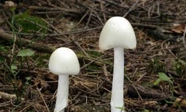 Vụ 3 người trong gia đình ngộ độc nấm: Con trai tử vong, bố đang nguy kịch