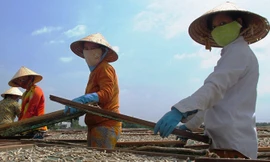 Phơi khô ở Cà Mau. Ảnh: Tiến Hưng.