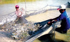 heo các chuyên gia, việc cấp khống hơn 800 sản phẩm trong lĩnh thủy sản sẽ tác động xấu tới ngành thủy sản. Ảnh: Bình Phương.