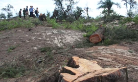 Tìm ra thủ phạm vụ 'gần 3.000m2 rừng thông đặc dụng 'bốc hơi'' 