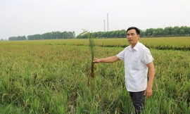 Lúa thối rễ và chết quanh Nhà máy xử lý nước thải KCN Quang Châu.