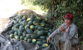 Nông dân nóng ruột bên đống dưa chờ tiểu thương đến thu mua.