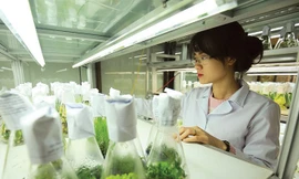 Cán bộ nghiên cứu tại Phòng thí nghiệm trọng điểm công nghệ gene, Viện Công nghệ Sinh học, Viện Hàn lâm Khoa học và Công nghệ Việt Nam. Ảnh: Loan Lê.