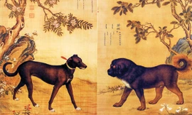 Ðàn chó săn của hoàng đế