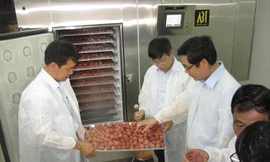 Chế biến, bảo quản vải còn yếu, nên áp lực tiêu thụ sẽ rất lớn, nhất là trước thông tin vải năm nay được mùa. Ảnh: Bình Phương.