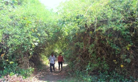 Ông Y Vế Liêng nói rằng những bụi tre này được mọc lên từ những ngôi mộ cổ.