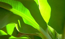 Lá chuối và tuổi thơ