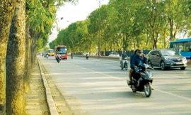 Cây xà cừ trên đường Phạm Văn Đồng. Ảnh: Mạnh Thắng.