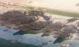 Cá sấu đến tuổi xuất bán, nhưng người nuôi vẫn phải găm chờ giá. Ảnh: M.T.