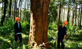 Gốc hương đường kính 1 mét trong khu rừng giữa thành phố.