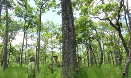 Vườn quốc gia Yok Đôn