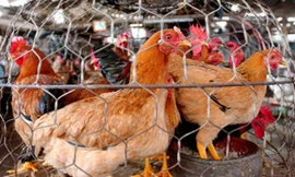 UBND các huyện, xã biên giới tổ chức kiểm soát chặt, cấm mọi hình thức vận chuyển buôn bán, vận chuyển gia cầm, sản phẩm gia cầm chưa kiểm dịch, xử lý nhiệt.