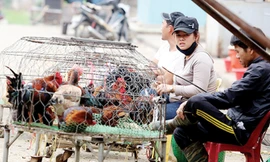 Nguy cơ gà bẩn thâm nhập nội địa vẫn luôn cao. Ảnh: Trường Phong.