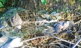 Một con chim cu gáy bị sập bẫy.