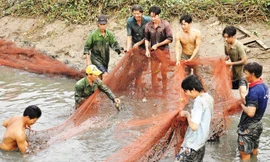 Thu hoạch cá đồng tự nhiên ở U Minh.