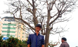 Nghe chủ nhân 'cụ mai' 3 tỷ đồng kể chuyện