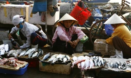 Chợ cá Nhật Lệ, Quảng Bình. Ảnh: Hồng Vĩnh.