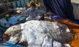 Anh Nguyễn Thanh Phong bên con cá lạ nặng hơn nửa tấn.