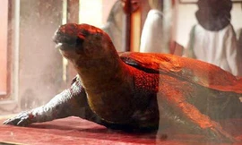 Bảo quản cụ rùa theo phương pháp nhựa hóa