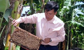 Di dời đàn ong Ý khỏi rừng tràm U Minh Hạ