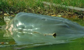 Không còn cơ hội nhân bản cụ rùa Hồ Gươm