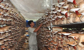 Trang trại nấm linh chi của anh Điền. Ảnh: Hòa Hội.