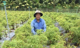 Anh Vũ Công Định bên vườn dược liệu của mình. Ảnh: Hòa Hội.