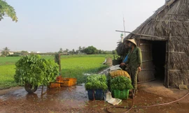 Nông dân dự án rau an toàn tiền tỷ vẫn phải tự đầu tư thiết bị.
