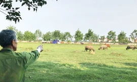 Dự án Spring Hill City nay trở thành nơi chăn thả trâu bò.