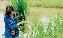 Gia cảnh nghèo khó của nữ sinh 29 điểm trượt đại học