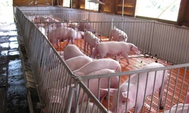 Giá heo tăng trở lại, giá gà giảm mạnh