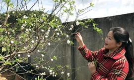 Đào trắng kén người chơi.