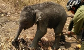 Voi con được đưa lên khỏi giếng.