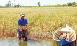 Xâm nhập mặn ở ĐBSCL mùa khô 2015-2016. Ảnh: Huy Hải.