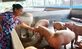 Người chăn nuôi nhỏ lẻ ở Đồng Nai chưa biết đến đề án truy xuất nguồn gốc heo của TPHCM.