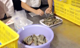 Tôm tạp chất vẫn diễn biến phức tạp