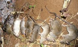 Hai lần kiểm tra, thuốc không giết được chuột vẫn “đạt chuẩn”