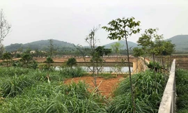 Thứ trưởng Bộ TN&MT “gom” đất, canh tác đúng mục đích?