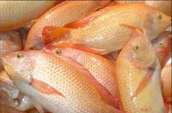 Gian lận chứng thư xuất khẩu cá điêu hồng sang Úc?